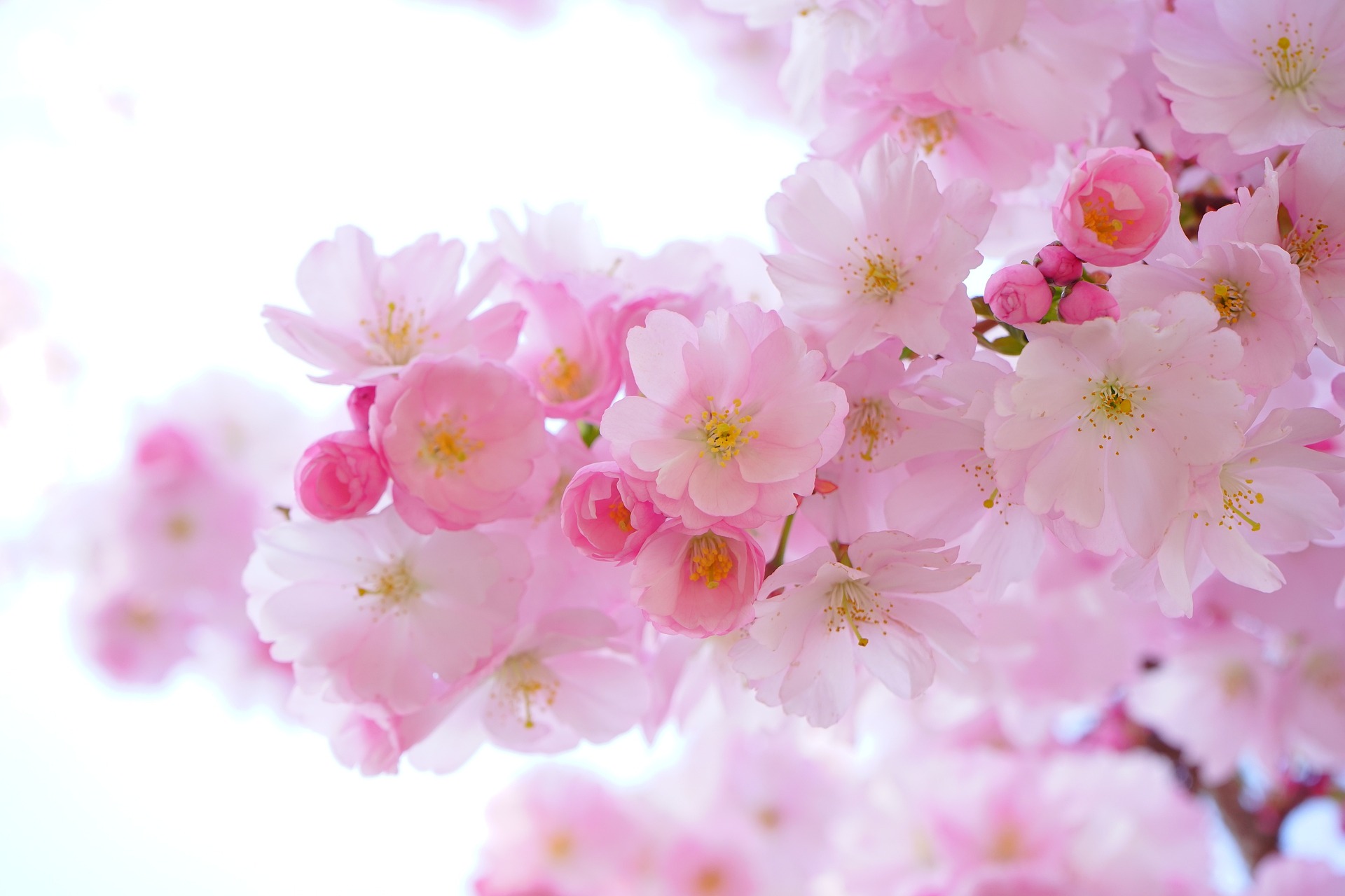 pink-g2f9c7e83e_1920 pink-g2f9c7e83e_1920